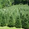 Fraser Fir Fragrance Oil (Our Version of the Brand Name) (8 oz Bottle) for Candle Making, Soap Making, Tart Making, Room Sprays, Lotions, Car Fresheners, Slime, Bath Bombs, Warmers…